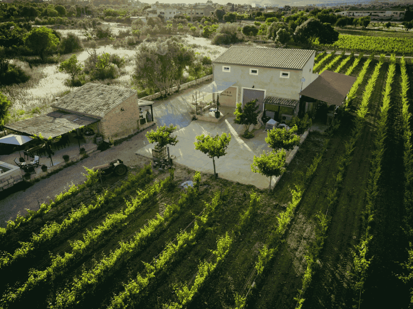 Imatge a vista de pallissa de celler 7103 i vinyes