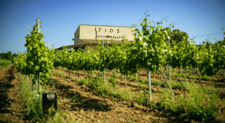 Vista de celler 7103 amb vinyes a la parde davantera