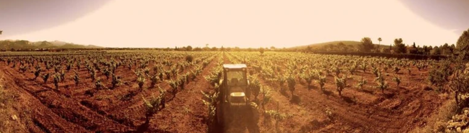 Imatge de vinyes al vespre amb tractor