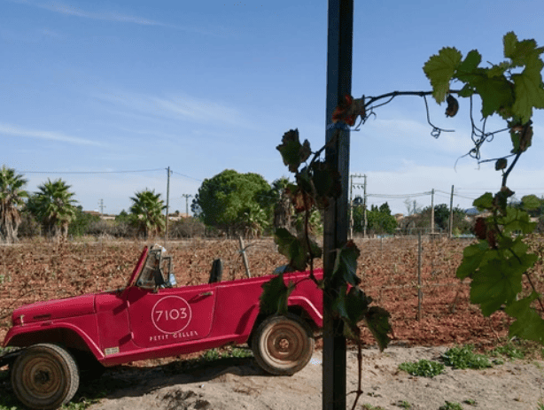 Jeep per a visites al celler 7103 