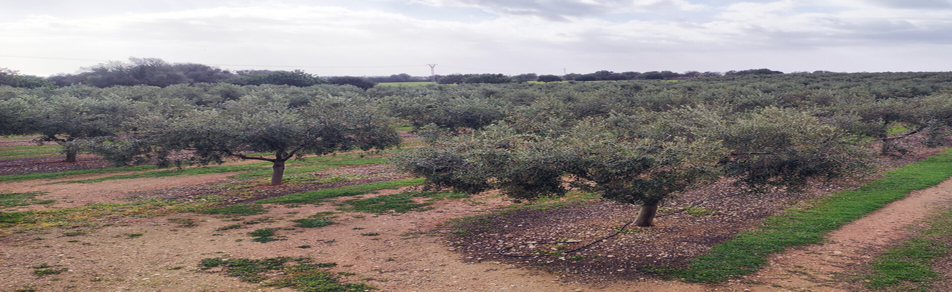 Imagen del campo de Olis Masal