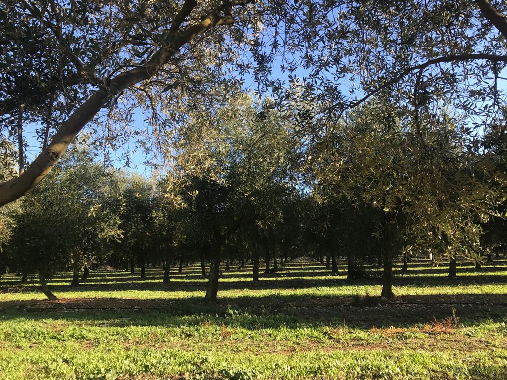 Olive grove of AUBOCASSA
