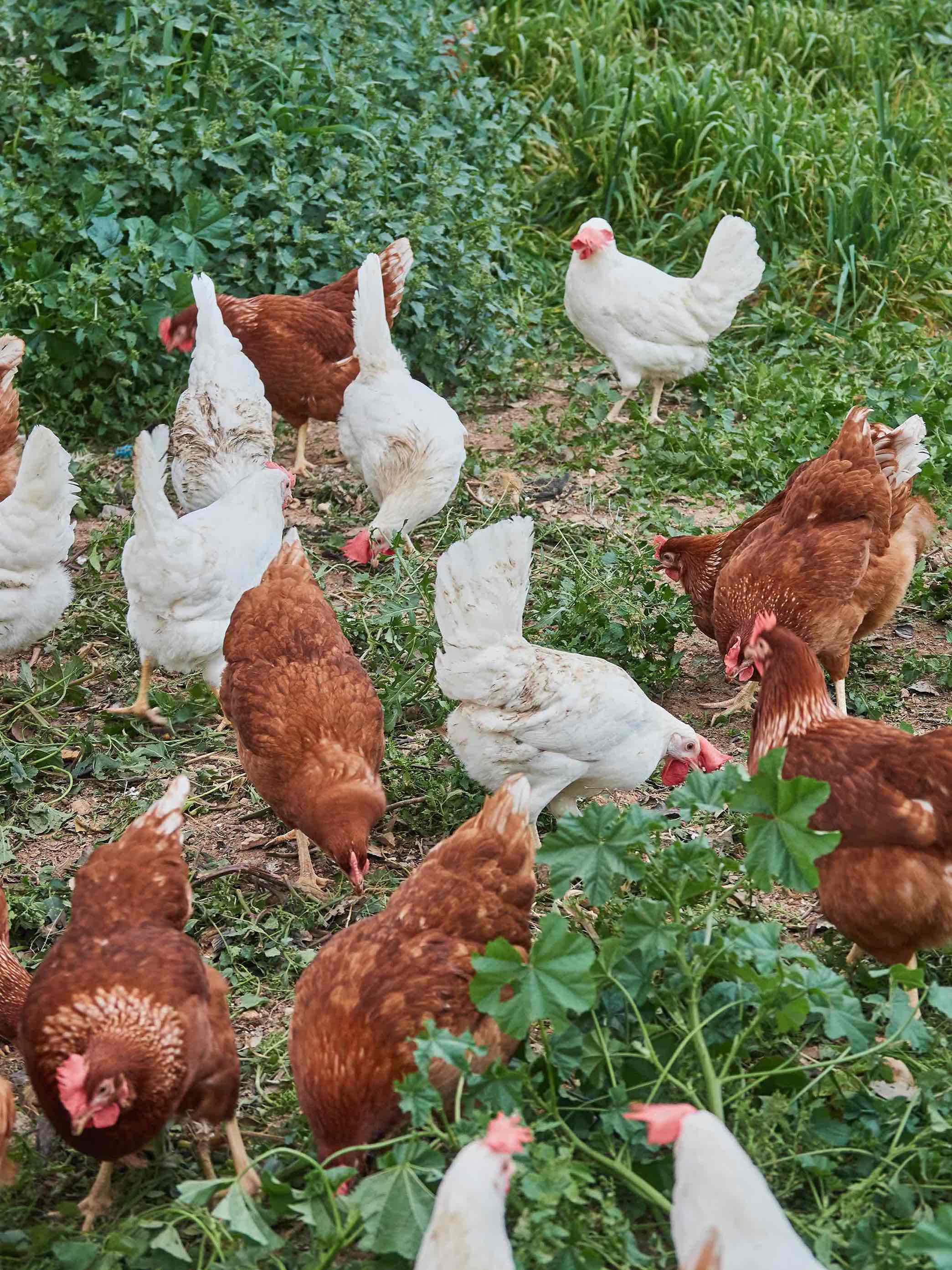 gallines de diferents colors passejant pel camp