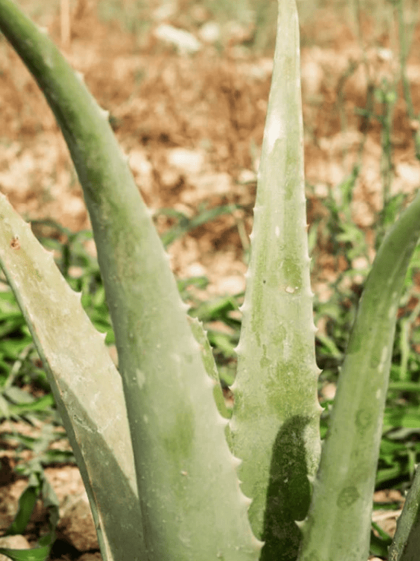 Variedad de aloe vera variedad Barbadensis