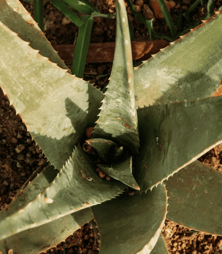 Planta de aloe vera