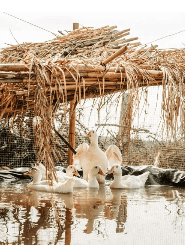 Patos de la finca