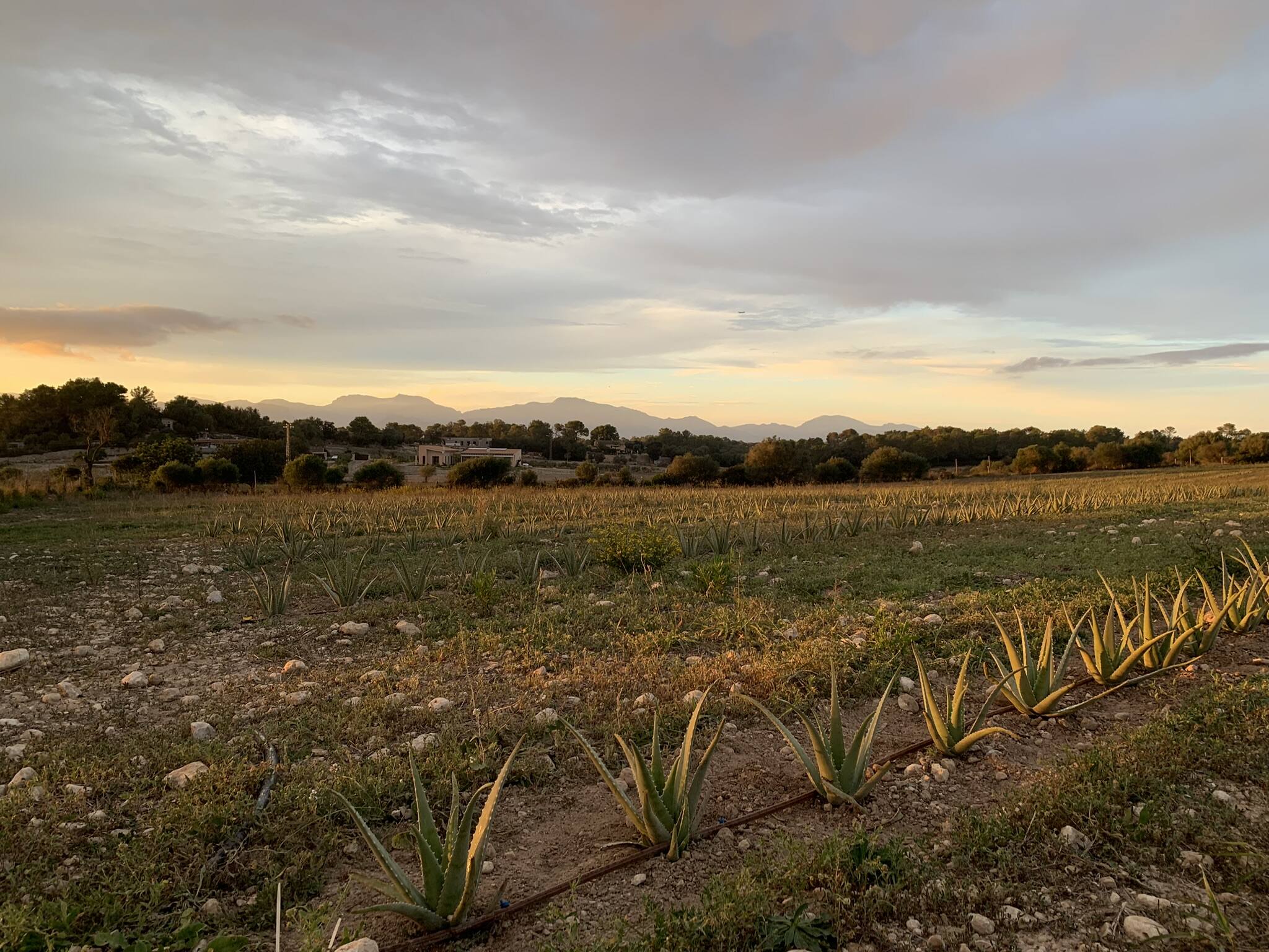 Imagen del campo de aloe vera