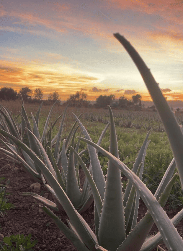 Finca de aloe vera