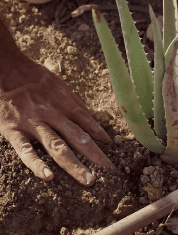 Tierra del aloe vera