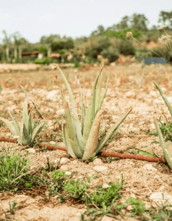 Imagen de planta de aloe vera