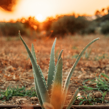 planta de aloe vera en la finca