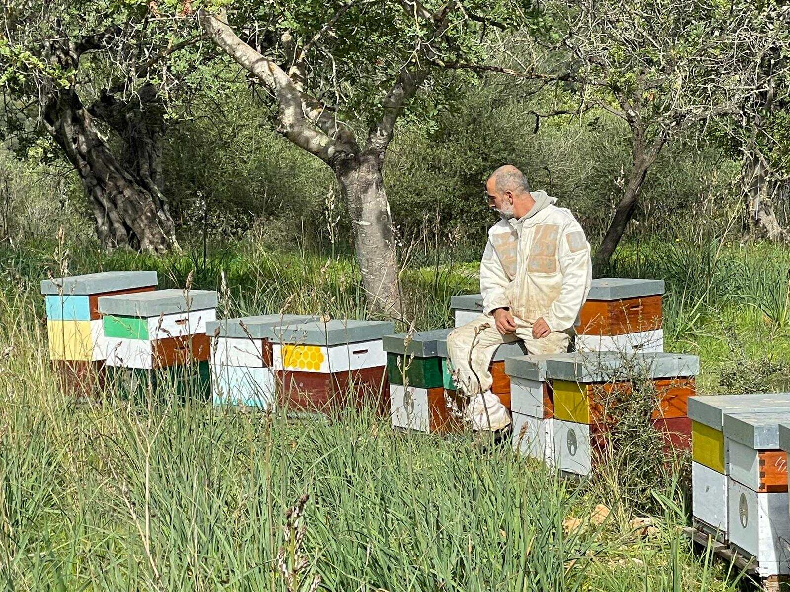 Colmenar antes de la cosecha de miel