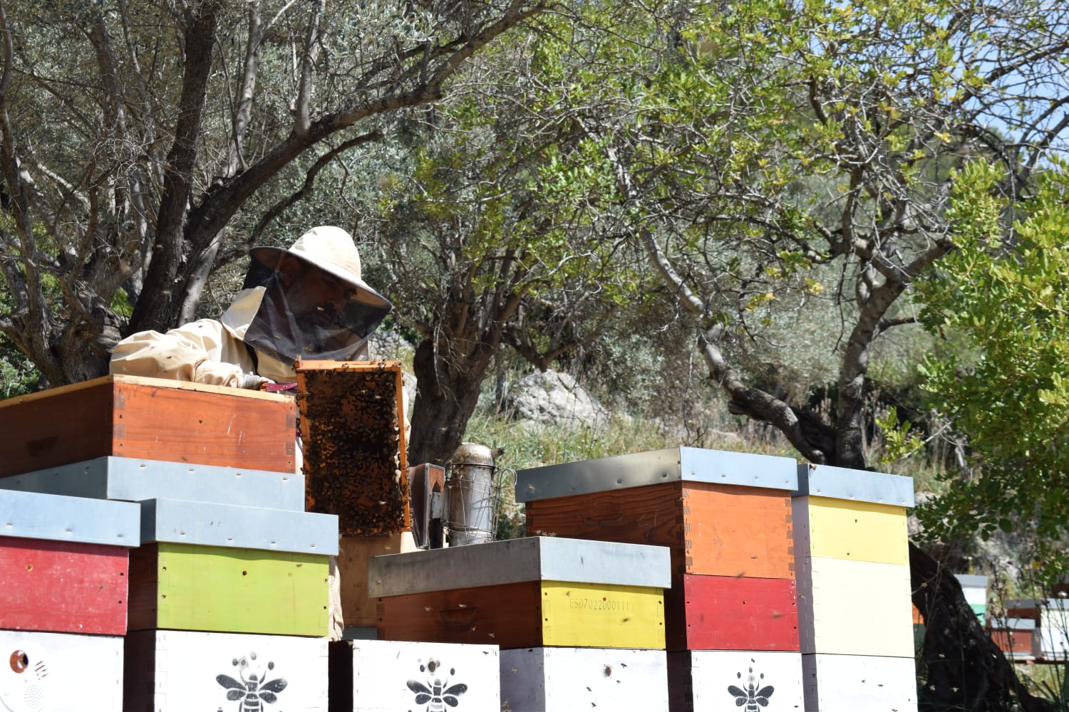 Überprüfung und Pflege von Bienenstöcken