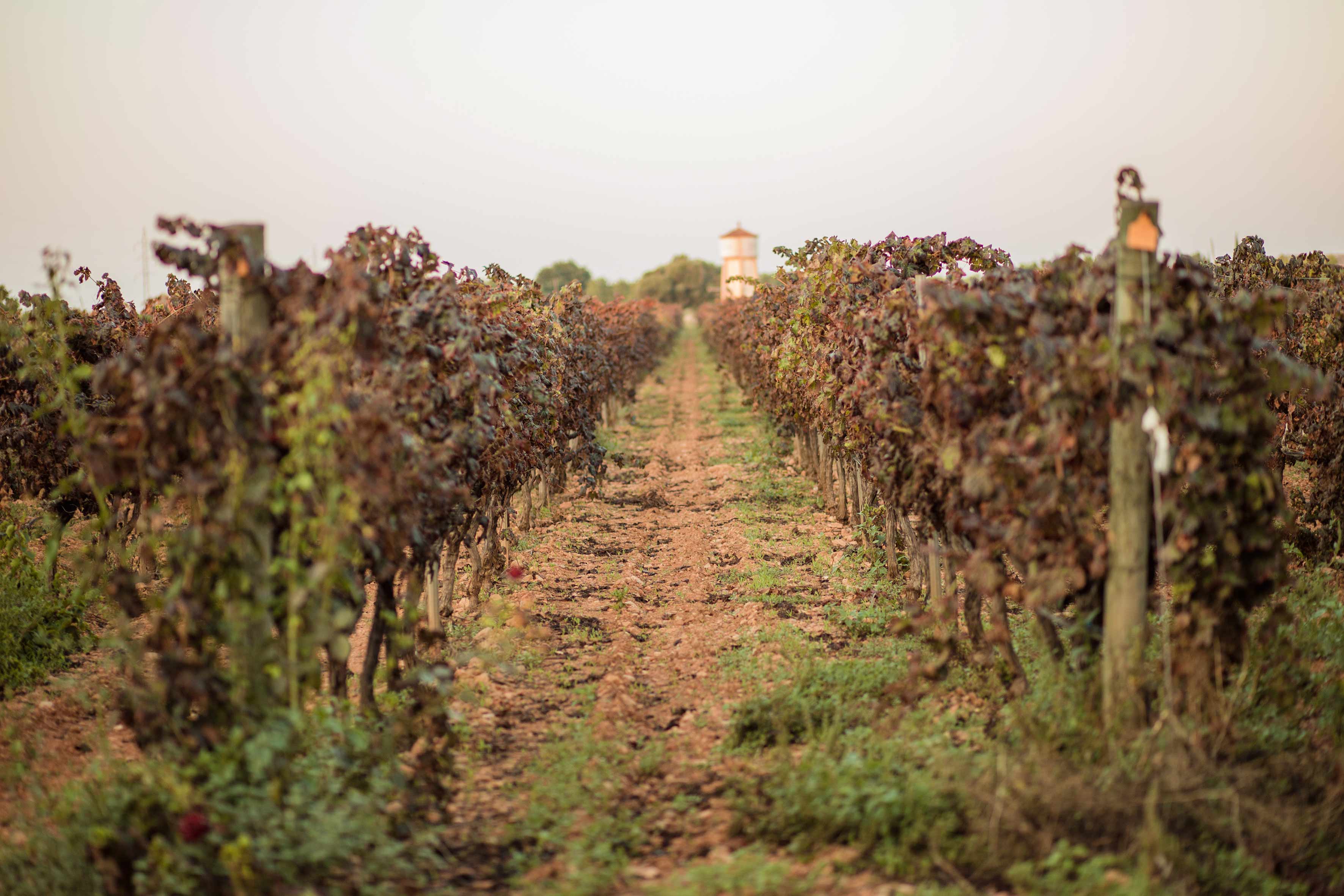 120 hectareas de viña en la comarca de Binissalem