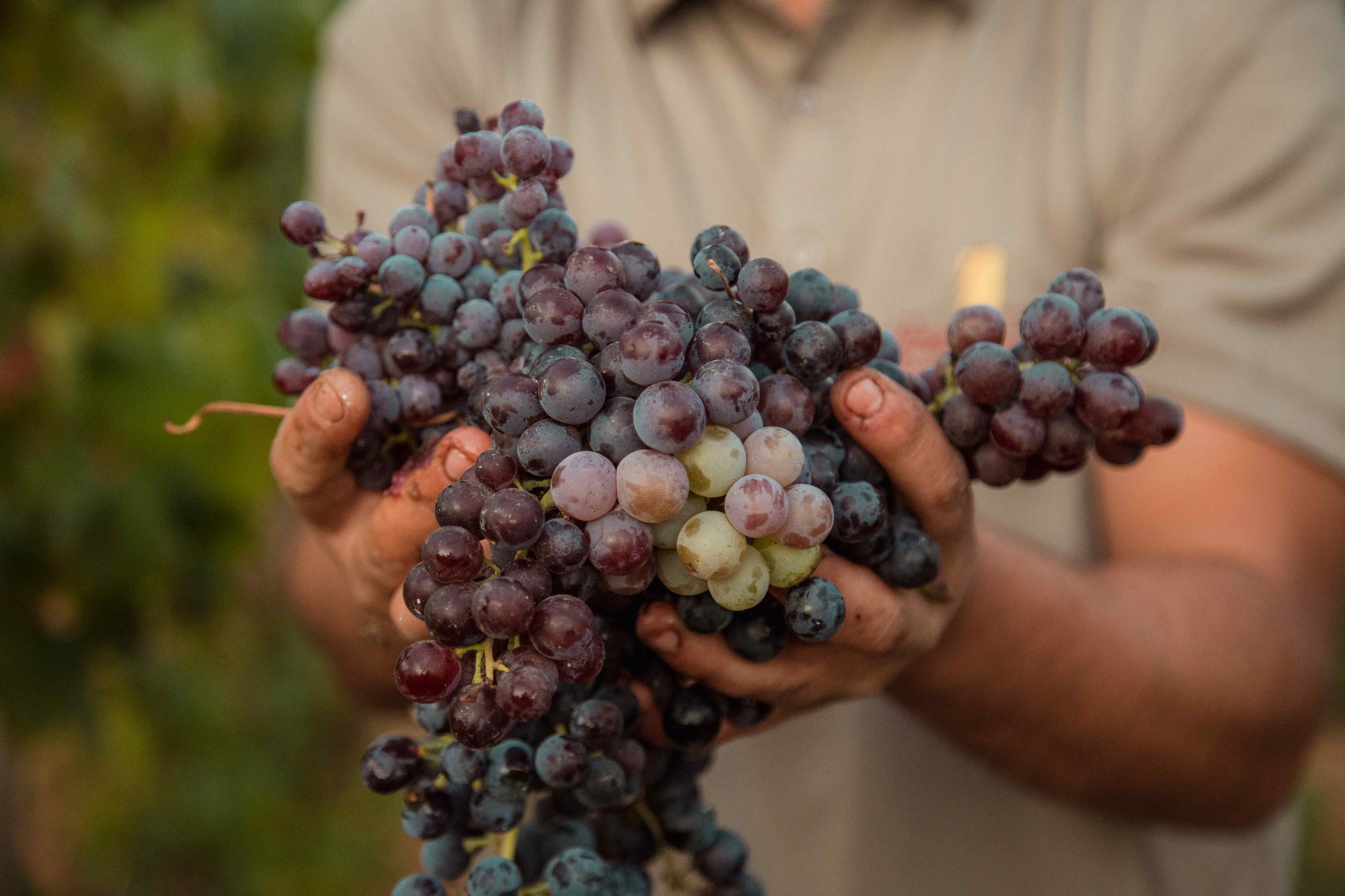 Red grapes being harvested