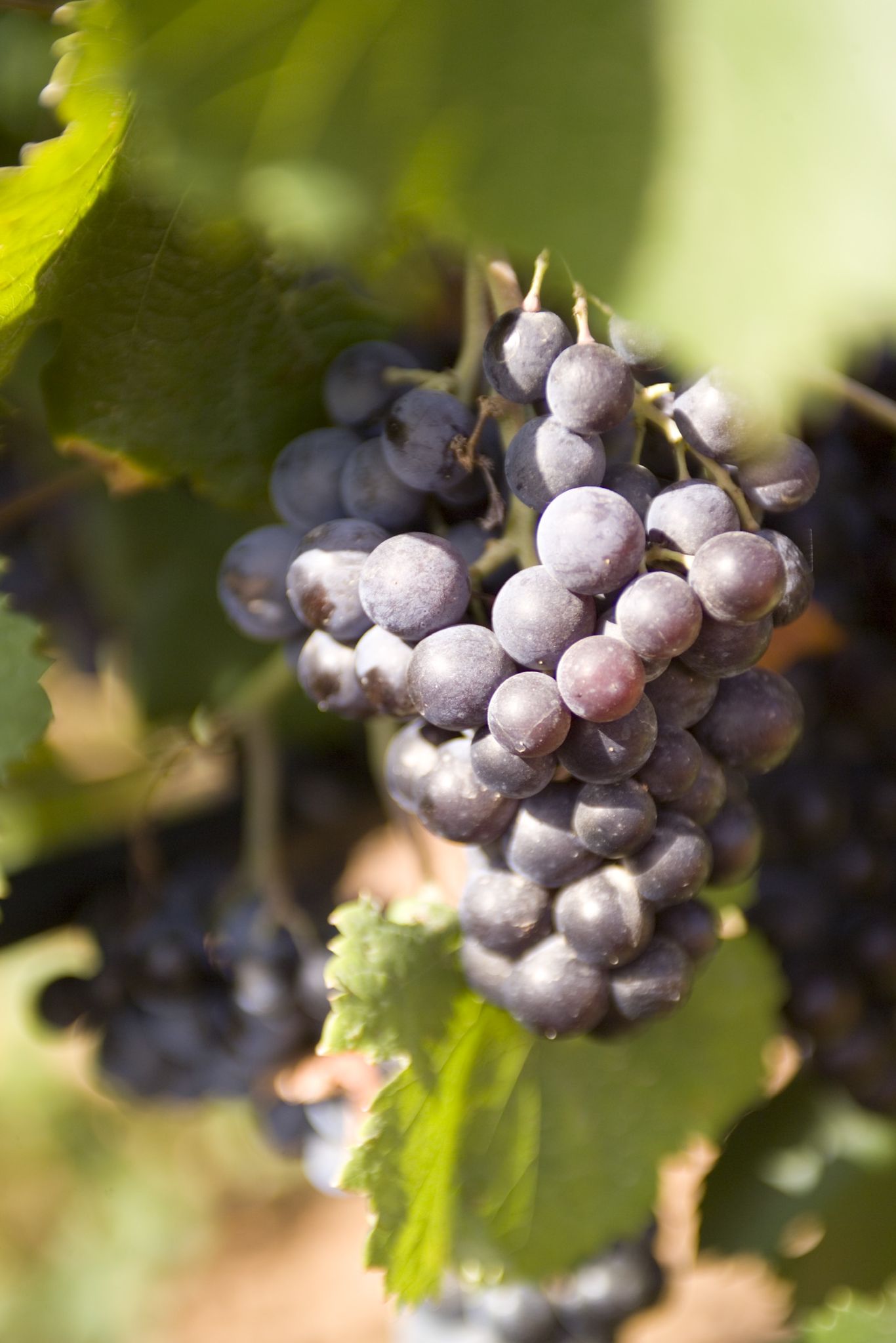 Imagen de racimo uvas de Bodegues Macià Batle