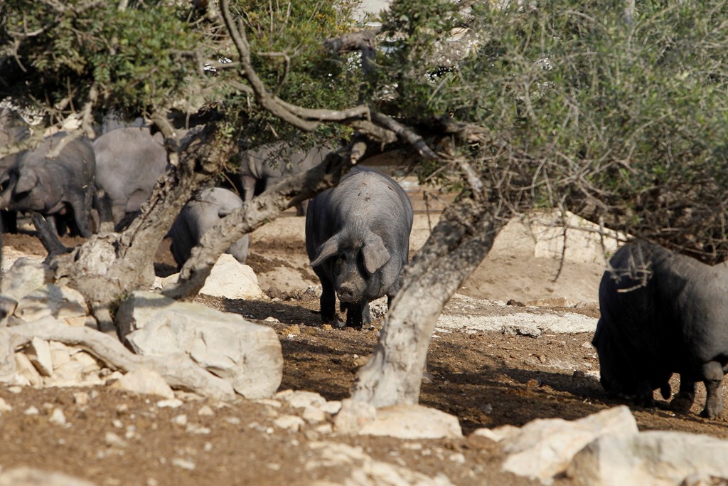 Natürliche und extensive Tierhaltung
