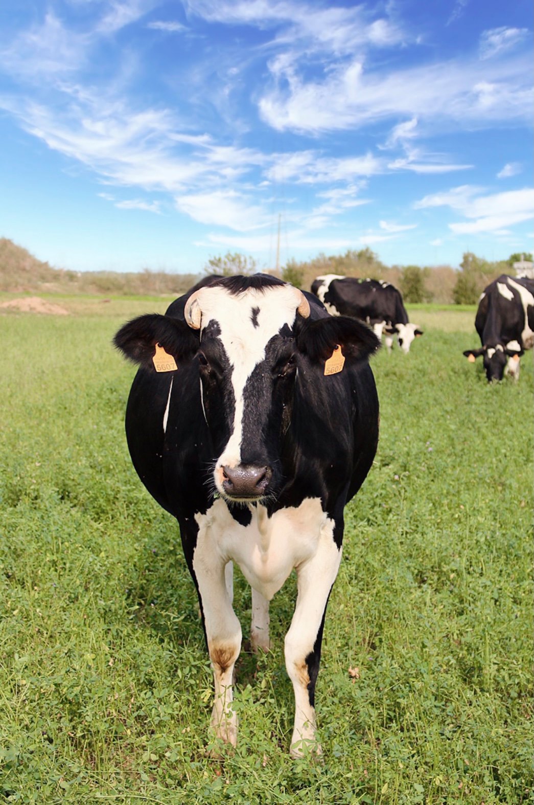 Vaca leche en campo de alfalfa