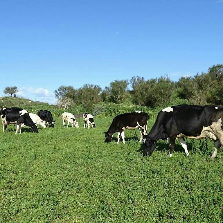 Vacas lecheras pastando en la alfalfa