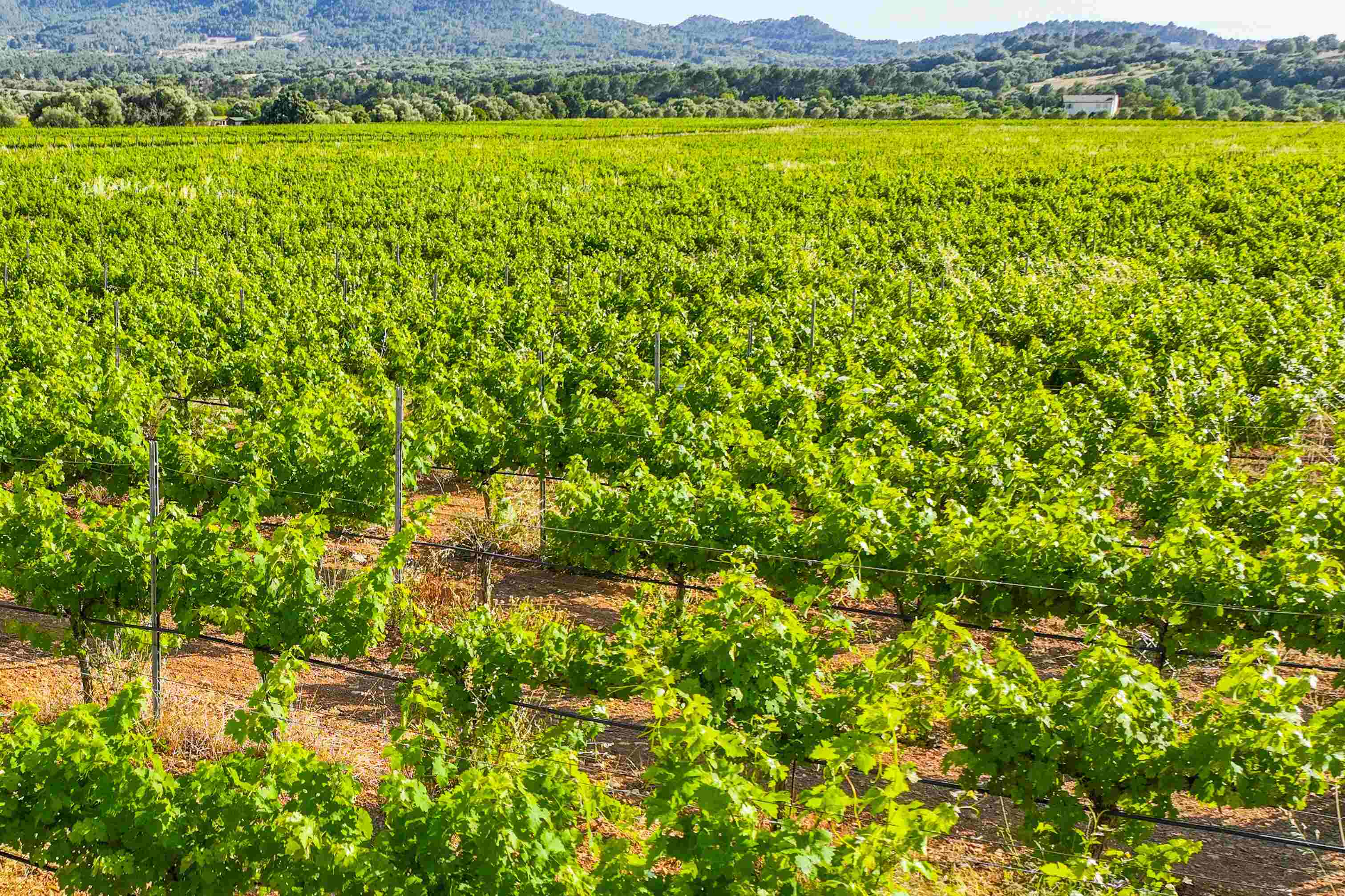 Las variedades predominantes en la finca son Chardonnay, Prensal Blanc, Cabernet Sauvignon y Callet