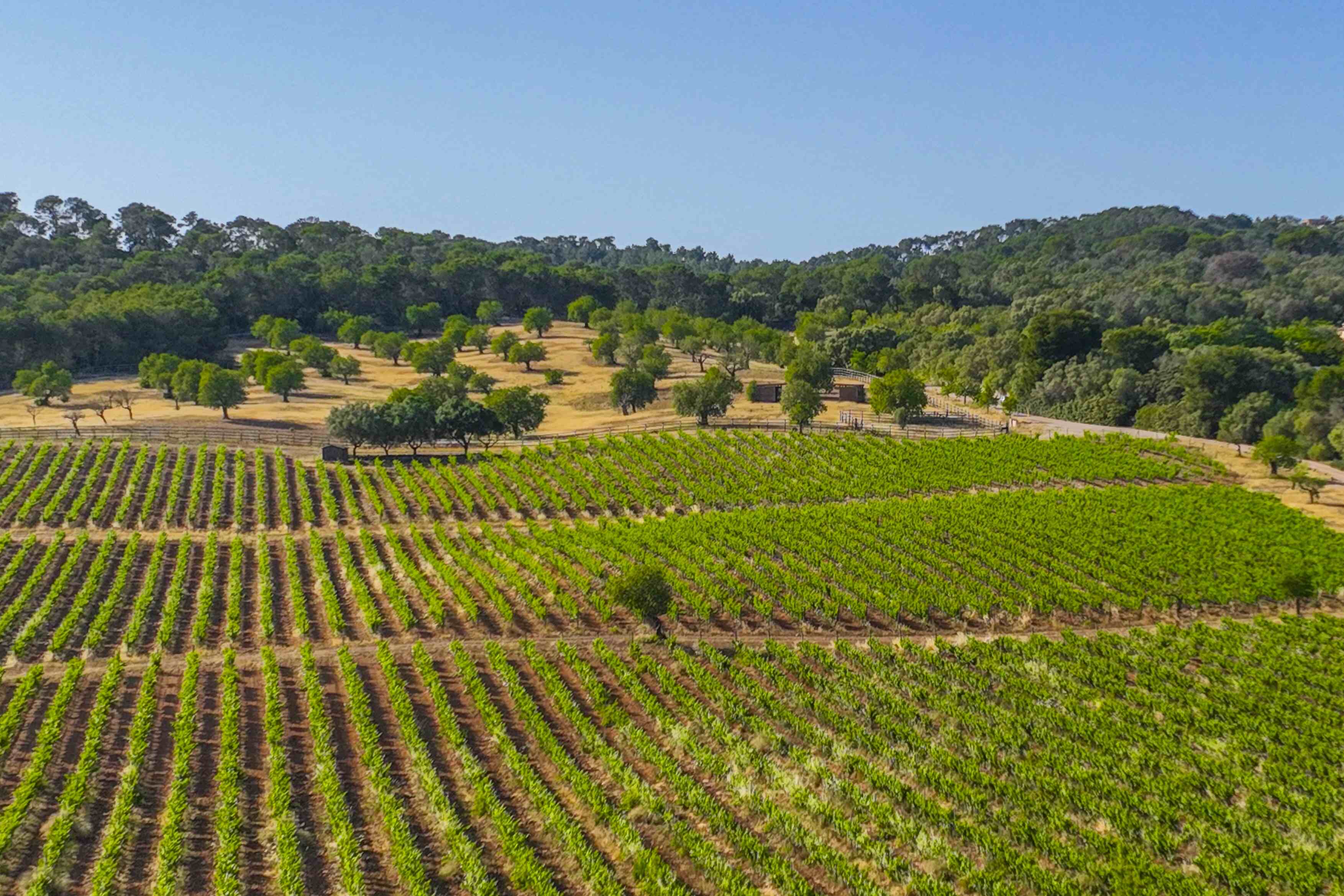 en total la finca cuenta con 56 ha de viñedos con variedades autóctonas e internacionales 