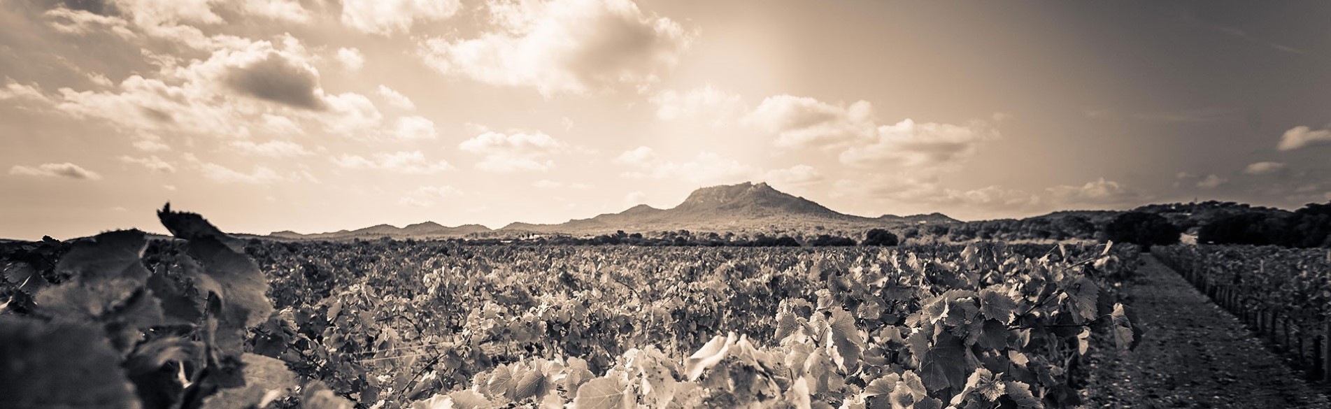 El Puig de Sant Salvador está presente por cualquier parte de la finca Es Fangar