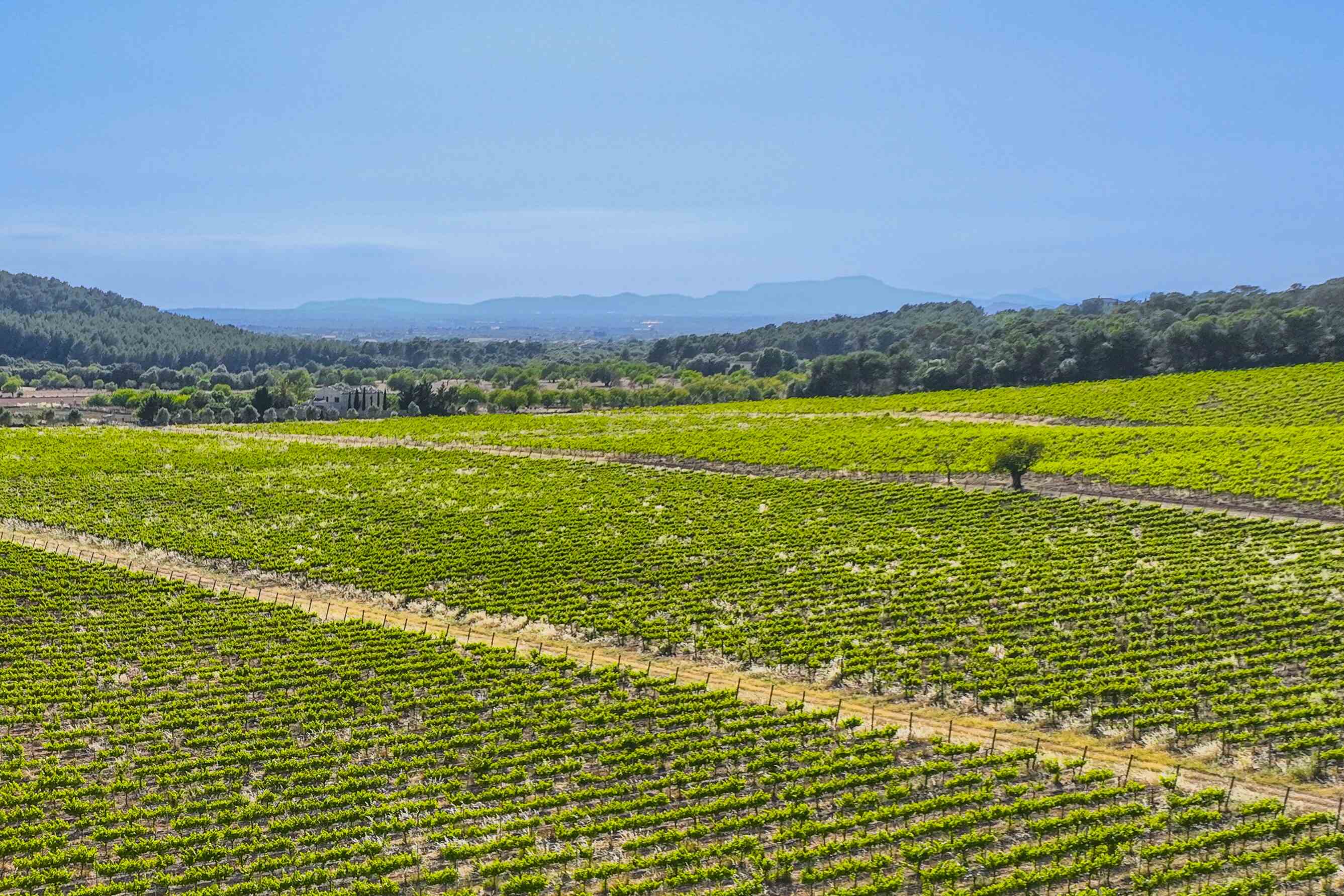 La finca dispone de amplias parcelas donde se cultivan variedades autóctonas tal como internacionales