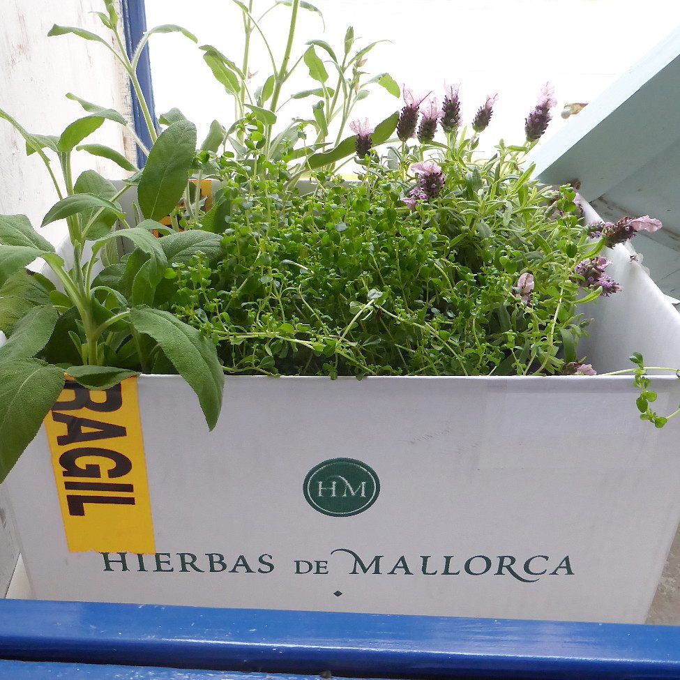 Plantas varias emergen de la caja de embalaje Hierbas de Mallorca como decoración improvisada
