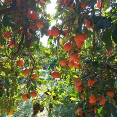 imatge d' arbre amb taronges madures