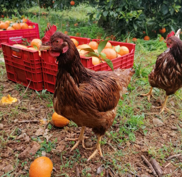 imatge de gallines amb caixes de taronges de fons