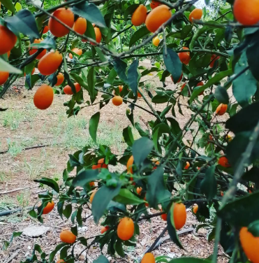 imatge de taronger amb fruites madures