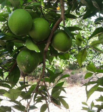 Imatge de taronges a l'arbre sense madurar