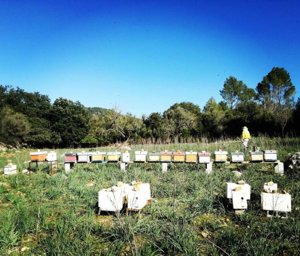 Reiner Honig aus den Pflanzen Mallorcas