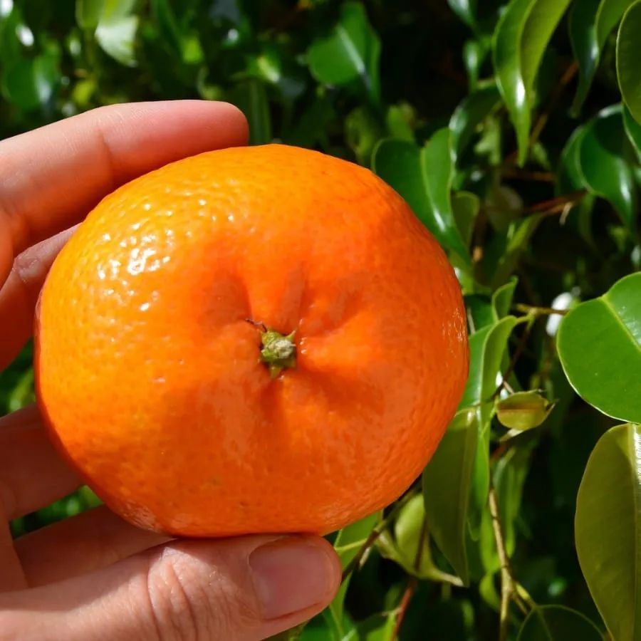 Mallorca's citrus fruits are known and recognized