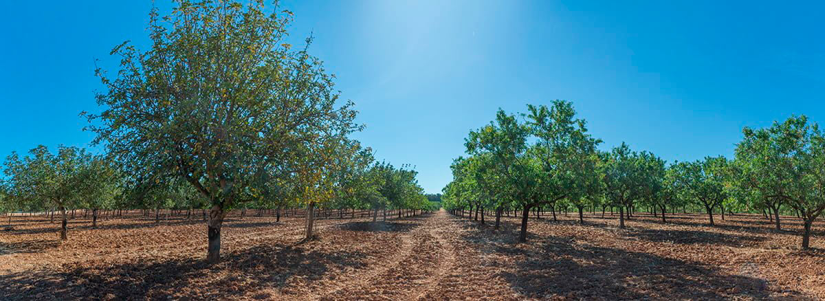 Johannisbrotanbau Mallorca