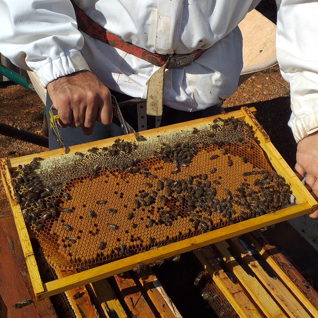 Imatge d'Abelles per a mel de Mallorca