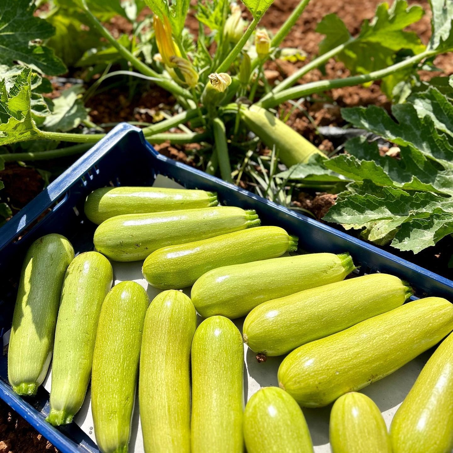 Imatge de Calabacines de producte local de Mallorca