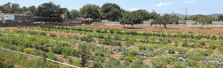 Finca Ses Terres