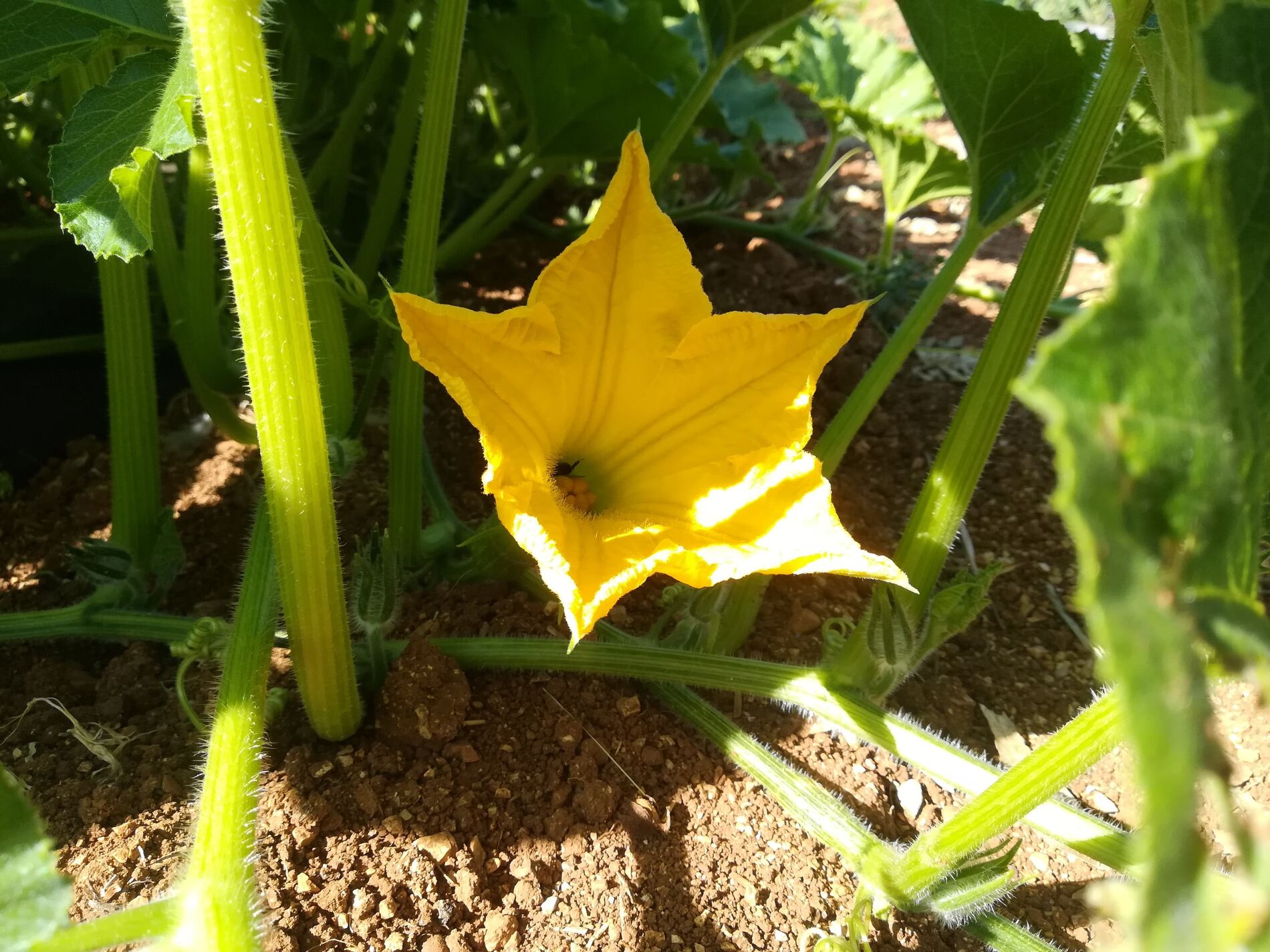 Zucchini flower