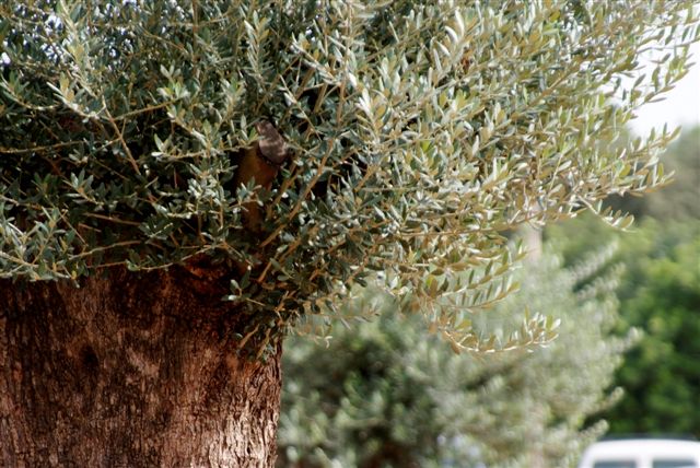 Olive tree of Son Catiu
