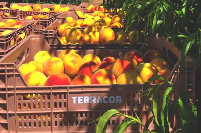 Pfirsichpflücken in Terracor
