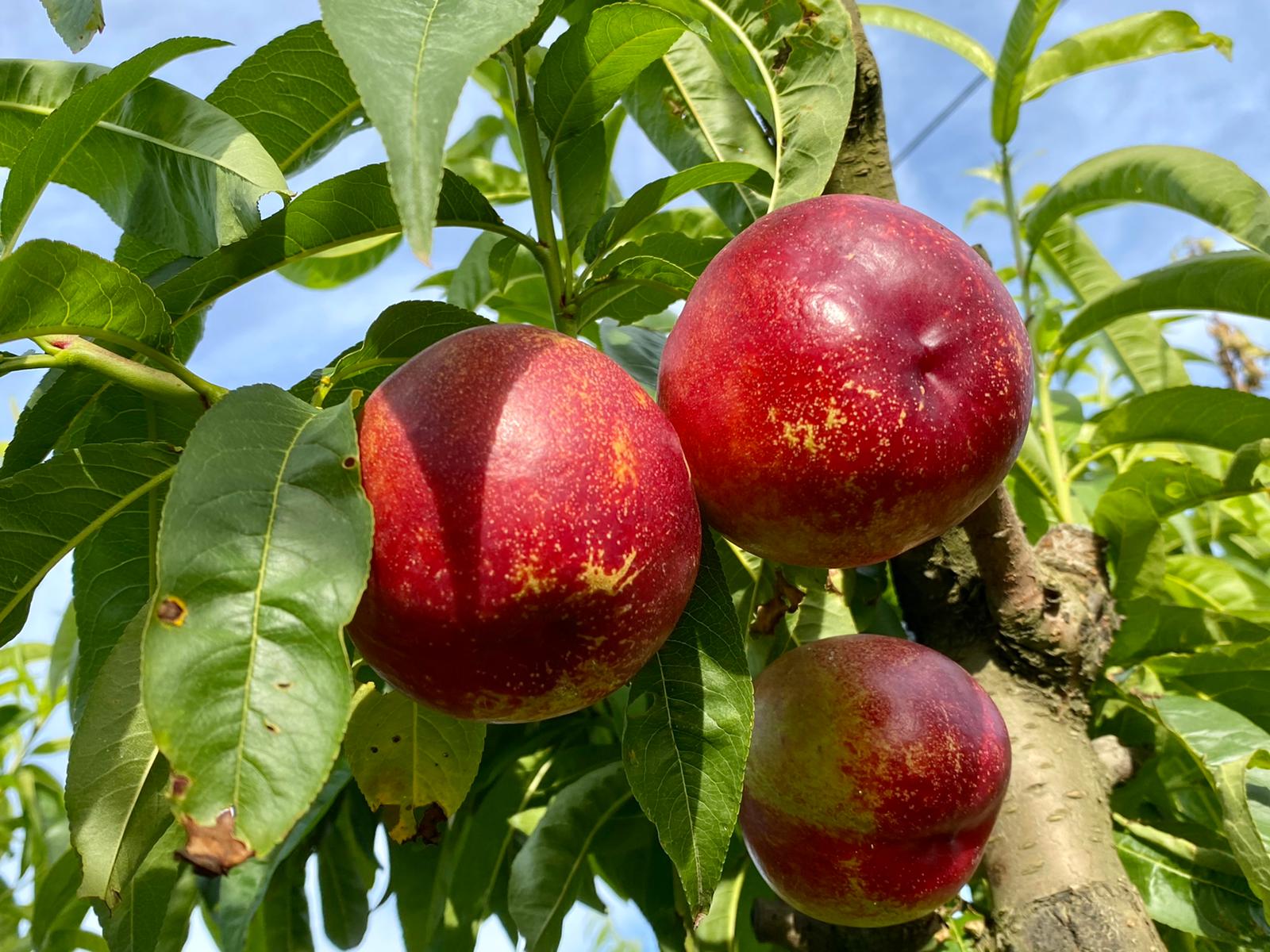 Obst der Saison in Manacor