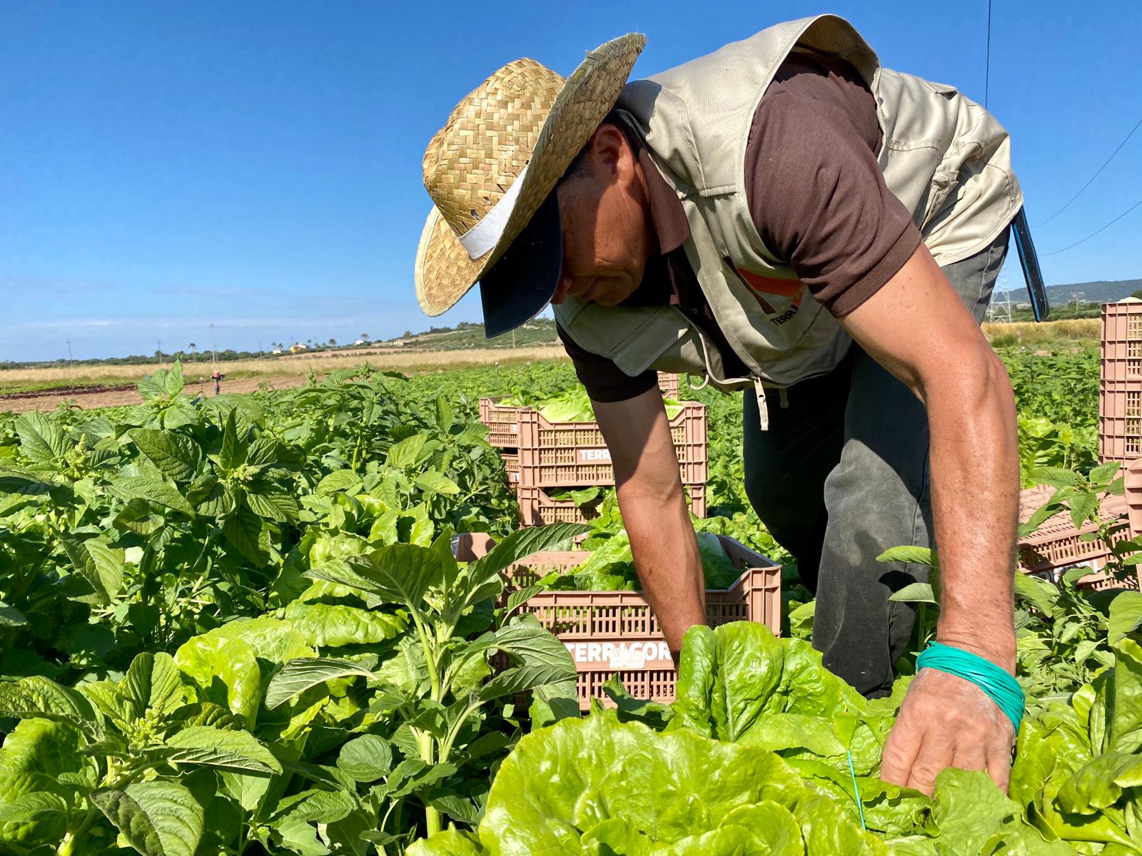 Harvesting Terracor lettuce