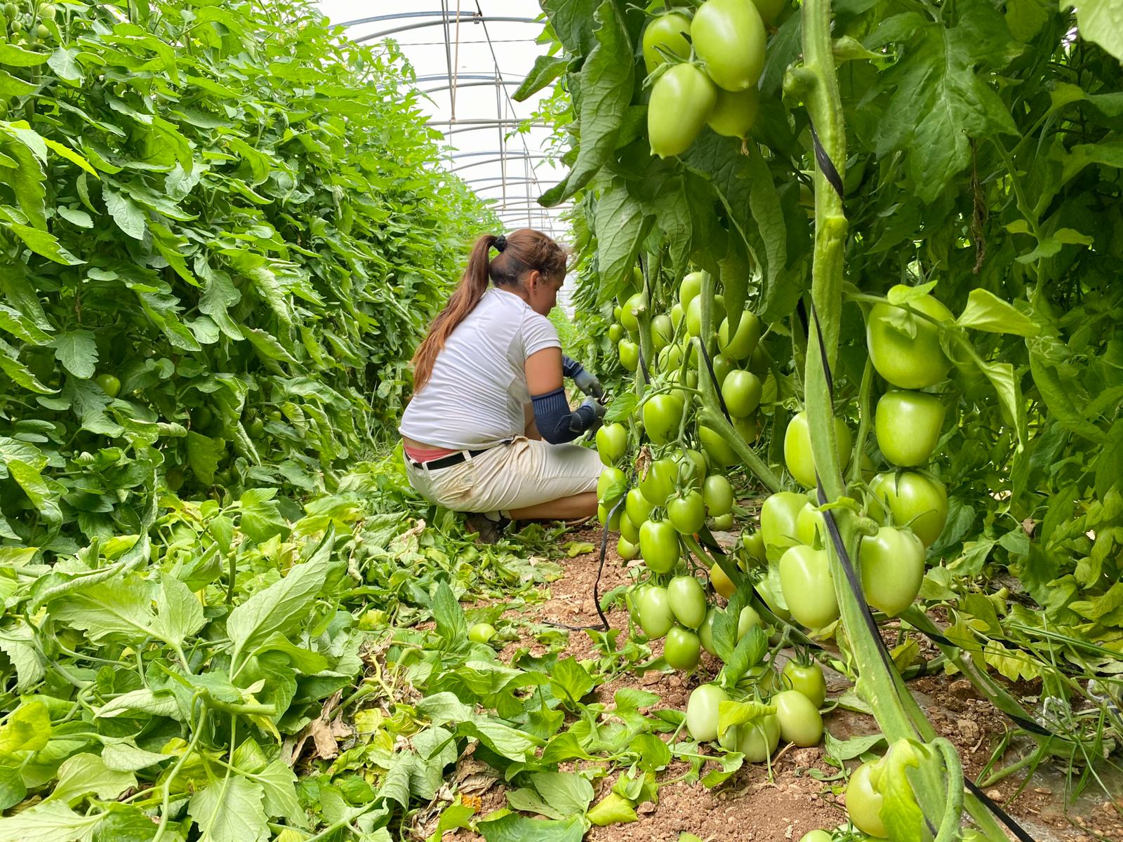 Cuidando nuestro cultivo de tomateras